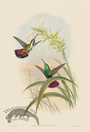 Gould Hummingbird 076